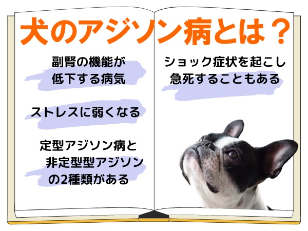 アジソン病の治療薬通販｜犬｜ぽちたま薬局